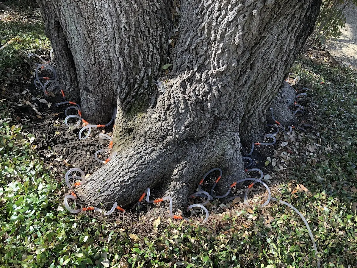 Detailed Tree Cabling and Bracing job site in Bliss