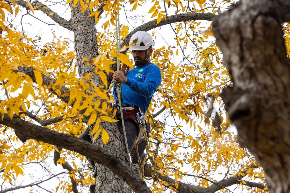 Skilled Storm Damage Cleanup crew working in Bliss