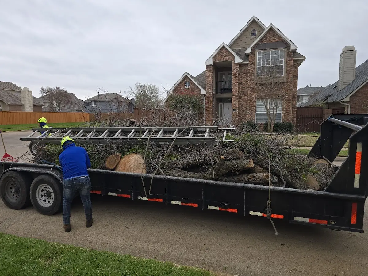 Expert Tree Removal with proper safety equipment in Bliss